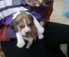 6 week old beagle puppy for sale