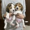 Pure Breed Beagle