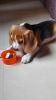 Oscar 2 month old beagle