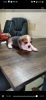 Tricolour Beagle Female Pups for sale