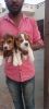 Tri colour good quality marking beagle female puppies for loving homes