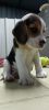 Beagle puppy 2 months old 2 vaccinations done for sale in Bangalore