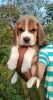 Beagle male female puppies for rehoming