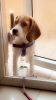 Beagle pup adoption