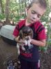 Beagle Puppies North Carolina
