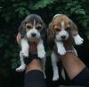 BEAGLE PUPPIES AVAILABLE IN PUNE WITH CERTIFICATION
