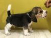 Beagle puppies 50 days