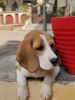 Beagle sell 5 month old vaccine done with card