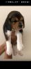 Health double boned beagle puppies available