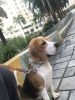 Beagle male puppy 7 months old for sale