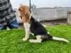 Beagle puppy for sale in pune xxxxxxxxxx