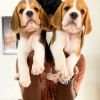 Top quality beagle male and female puppy available location Chennai