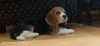 Beagle is available for very low cost