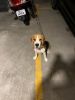 Beagle puppy on sale
