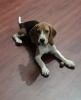 Beagle male puppy for sale