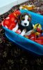 Beagle male available for sale