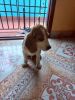 Tricolor beagle puppy for sale