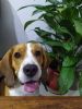 2 yr old beagle for adoption