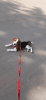 Male beagle (4months)