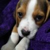 Female beagle puppy 48 days old