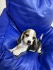 Beagle for sale , 43 days old