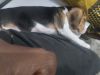 Beagle Female Puppy 65 days for sale