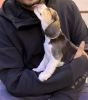 Beagle Puppy Show Quality
