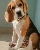 Beagle 4 months