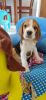 Tri colour Beagle - male -fully vaccinated-looking for second home