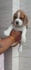 50 day old male beagle puppy for sale in Delhi