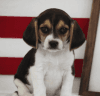 BEAGLE PUPPIES ACCEPTING VISITS TO RESERVE