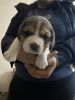 3 beagle puppies of 1 male and 2 female puppies pure bread