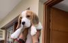 3 Month Old Pure Breed Beagle