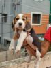 Top quality beagle female puppy available import linage