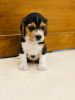 35 Days beagle male puppy for sale