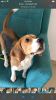 Beagle of 1 year for sale