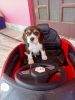 I am having beagle puppy for sale