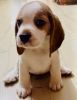 Alpha girl beagle for sale. 3 colour brown/black/white