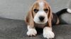 Best quality heavy bone male BEAGLE puppy for sale