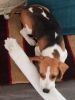 Beagle tri colour original fully vaccinated dog