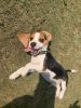 Beagle pup male 3 months fully vaccinated