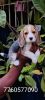 Beagle show quality puppy