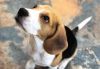 Beagle dog male for sale