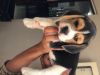 Show quality Beagle 3 puppies available 2 male 1 femle