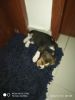 Hi .. I have beautiful.. Super healthy male beagle which is 35 days .