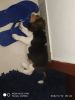 Need to sale my beagle puppy