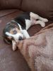 Beagle 1month Puppy