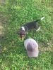 Akc beagle puppies