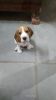 Beagle Puppy 50 days old with food and accessories