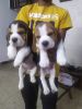 Selling shitzu and beagle puppies. Good and playfull